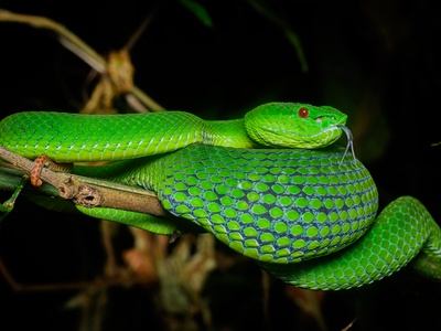 Pope's Pit Viper