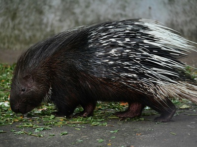 Porcupine