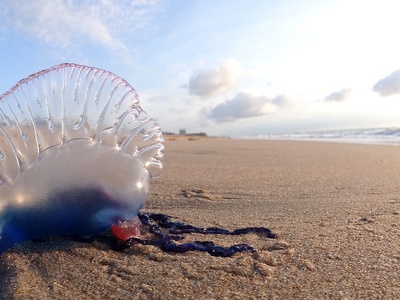 Portuguese Man-of-war