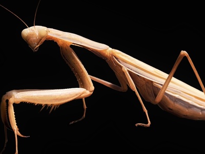 Praying Mantis