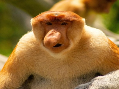 Proboscis Monkey
