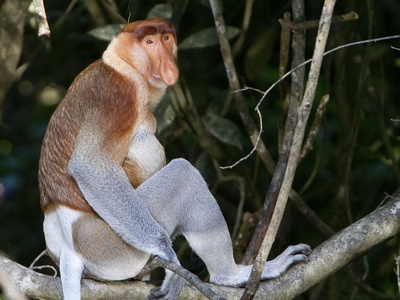 Proboscis Monkey