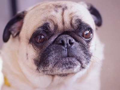 Pug