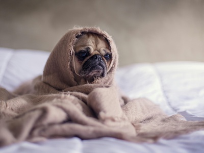 Pug