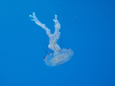 Purple-striped Jelly