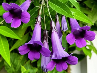 Purple Bell Vine