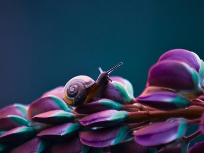 Purple Cone Snail