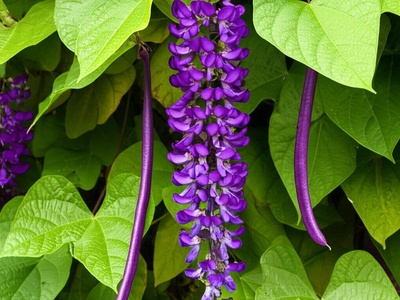 Purple Hyacinth Bean Vine