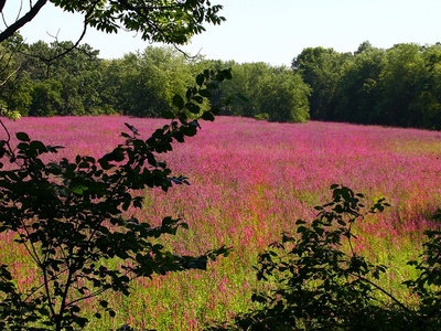 Purple Loosestrife