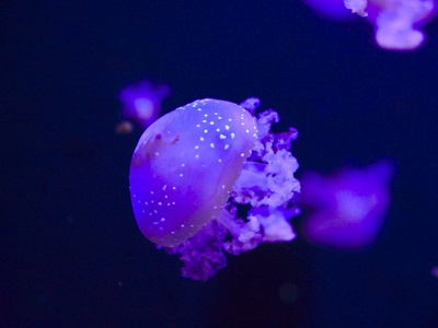 Purple Sea Apple