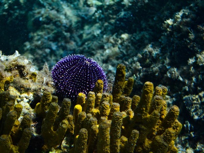 Purple Sea Urchin