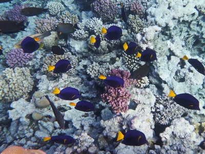 Purple Tang