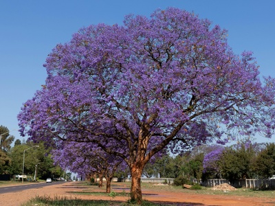Purple Trumpet Tree