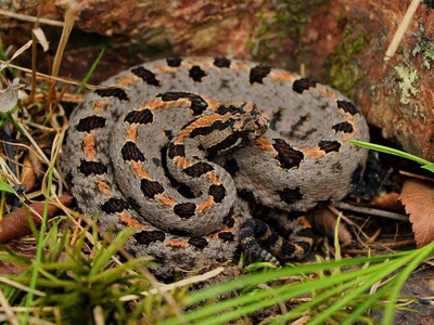 Pygmy Rattlesnake