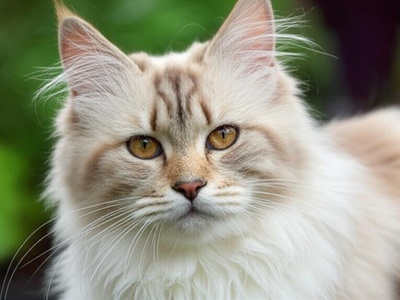 Ragamuffin