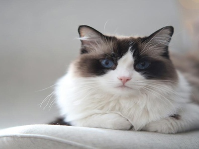 Ragdoll