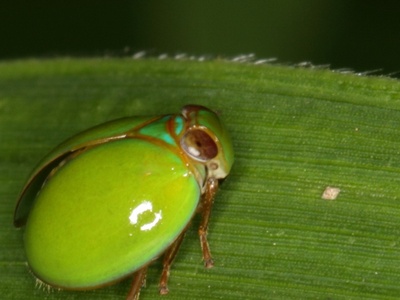 Rainforest Cicada