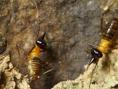 Rainforest Termite