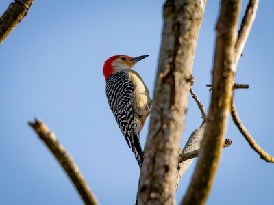 Red-bellied Woodpecker