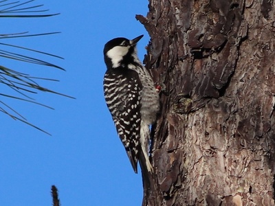 Red-cockaded Woodpecker
