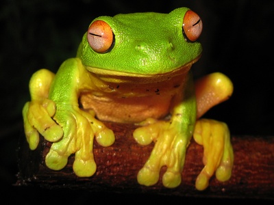 Red-eyed Tree Frog