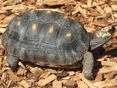 Red-footed Tortoise