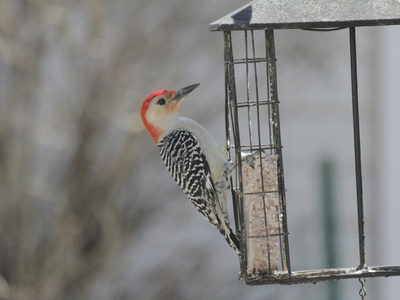 Red-headed Woodpecker