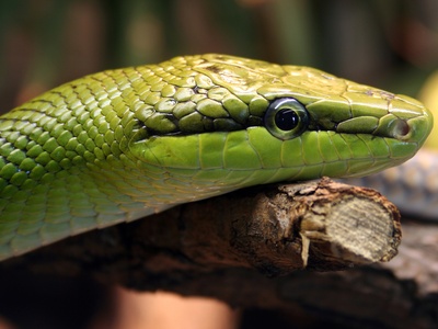 Red-tailed Green Ratsnake