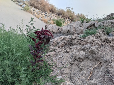 Red Amaranth