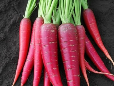 Red Carrot