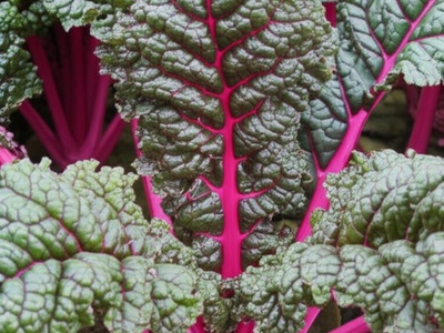 Red Mustard Greens