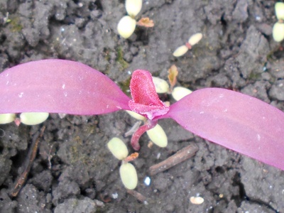 Red Orach