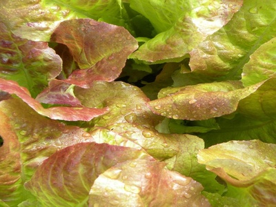 Red Romaine Lettuce