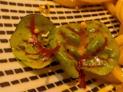 Red Sorrel