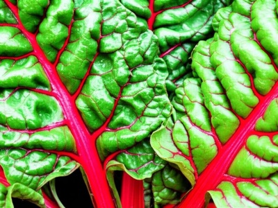 Red Swiss Chard