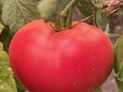 Red Tomato