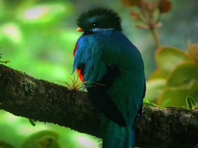 Resplendent Quetzal