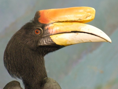 Rhinoceros Hornbill