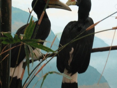 Rhinoceros Hornbill