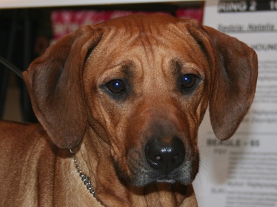 Rhodesian Ridgeback