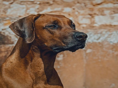 Rhodesian Ridgeback