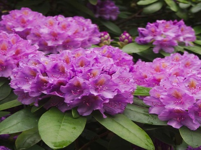 Rhododendron