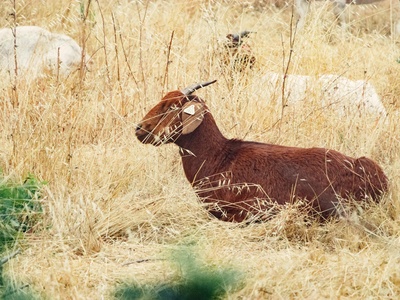 Roan Antelope