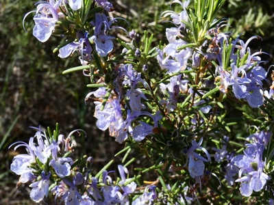 Rosemary