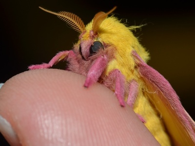 Rosy Maple Moth
