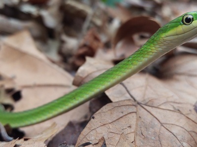 Rough Green Snake