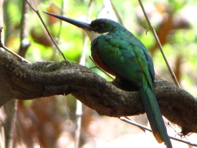 Rufous-tailed Jacamar