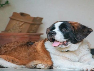Saint Bernard