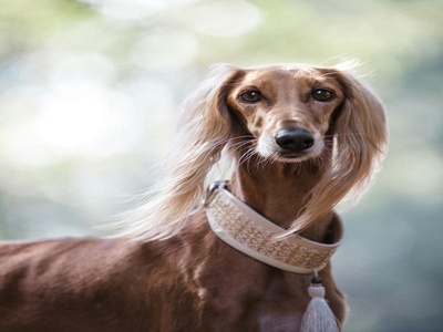 Saluki