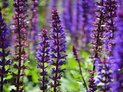 Salvia